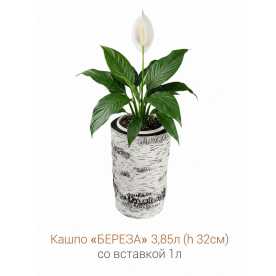 Кашпо-пень "БЕРЕЗА" высокое со вставкой, объем 3.85 л (высота 32 см)